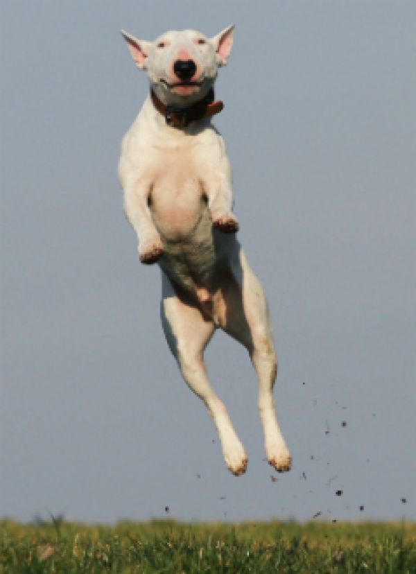 SetWidth600-dog-jumping2